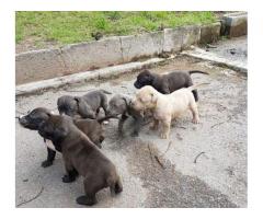 Beautiful Blue Pitbull puppies for sale