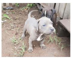 Beautiful Blue Pitbull puppies for sale