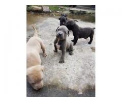 Beautiful Blue Pitbull puppies for sale