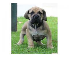 REGISTERED BOERBOEL PUPPIES FOR SALE