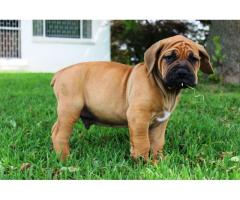 REGISTERED BOERBOEL PUPPIES FOR SALE