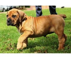 REGISTERED BOERBOEL PUPPIES FOR SALE