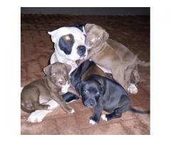 Beautiful Pure breed American Pit bull Terrier puppies for sale