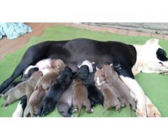 Beautiful Pure breed American Pit bull Terrier puppies for sale