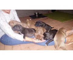 Beautiful Pure breed American Pit bull Terrier puppies for sale