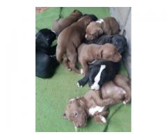 Beautiful Pure breed American Pit bull Terrier puppies for sale