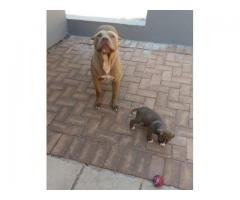Beautiful Pure breed American Pit bull Terrier puppies for sale