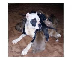 Beautiful Pure breed American Pit bull Terrier puppies for sale