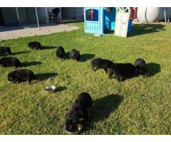 KUSA Registered Rottweiler puppies for sale in Cape Town