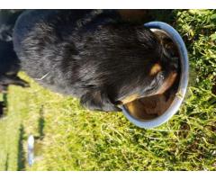 KUSA Registered Rottweiler puppies for sale in Cape Town