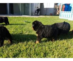 KUSA Registered Rottweiler puppies for sale in Cape Town