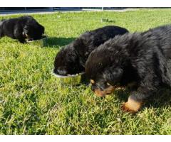 KUSA Registered Rottweiler puppies for sale in Cape Town