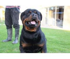 KUSA Registered Rottweiler puppies for sale in Cape Town