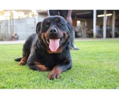 KUSA Registered Rottweiler puppies for sale in Cape Town