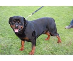 KUSA Registered Rottweiler puppies for sale in Cape Town