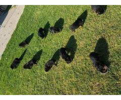 KUSA Registered Rottweiler puppies for sale