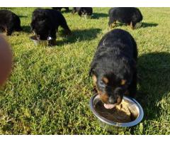 KUSA Registered Rottweiler puppies for sale