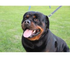 KUSA Registered Rottweiler puppies for sale