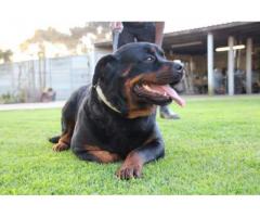 KUSA Registered Rottweiler puppies for sale