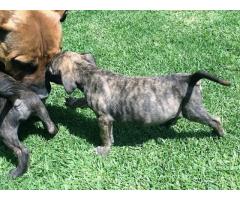 Playful Purebred Boerboel puppies, only 6 left! Kempton Park