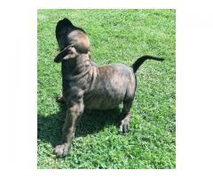Playful Purebred Boerboel puppies, only 6 left! Kempton Park