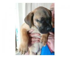 Pure Bred Boerboel Puppies for sale