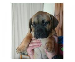 Pure Bred Boerboel Puppies for sale