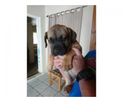 Pure Bred Boerboel Puppies for sale
