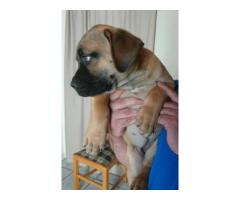 Pure Bred Boerboel Puppies for sale