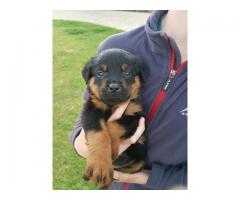 KUSA Registered Rottweiler Puppies, Cape Town