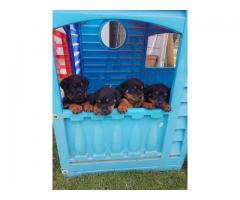 KUSA Registered Rottweiler Puppies, Cape Town