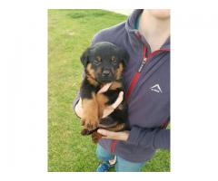 KUSA Registered Rottweiler Puppies, Cape Town