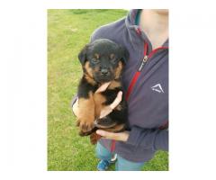 KUSA Registered Rottweiler Puppies, Cape Town