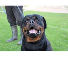 KUSA Registered Rottweiler Puppies, Cape Town