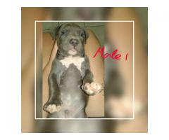 Registered SADBA Blue and White American Pitbull Terriers