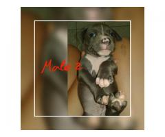 Registered SADBA Blue and White American Pitbull Terriers