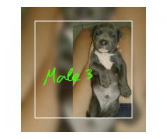 Registered SADBA Blue and White American Pitbull Terriers
