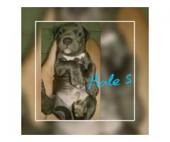 Registered SADBA Blue and White American Pitbull Terriers