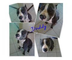 SADBA Registered Blue & White American Pitbull Terriers