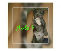 SADBA Registered Blue & White American Pitbull Terriers