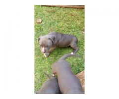 SADBA Registered Blue & White American Pitbull Terriers