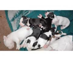 Beautiful Pit Bull puppies for sale