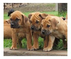 Beautiful Boerboel Puppies for sale