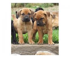 Beautiful Boerboel Puppies for sale