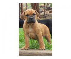 Beautiful Boerboel Puppies for sale