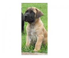 Beautiful Boerboel Puppies for sale