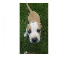 American Pitbull Terrier Puppies For Sale