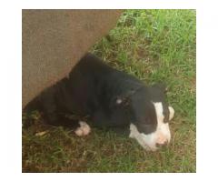 American Pitbull Terrier Puppies For Sale