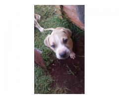 American Pitbull Terrier Puppies For Sale