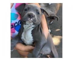 Blue American Pitbull Puppies for sale from Prestige